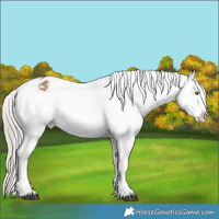 Horse Color:Chocolate Palomino Tobiano Appaloosa 