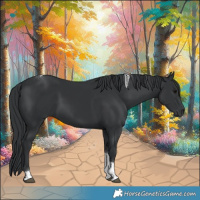 Horse Color:Black Tobiano 
