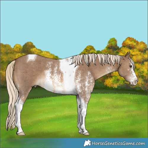 Horse Color:Chocolate Palomino Sabino Tobiano 