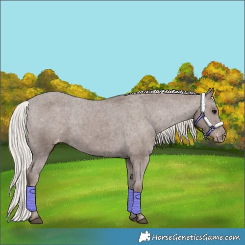Horse Color:Silver Black Appaloosa 