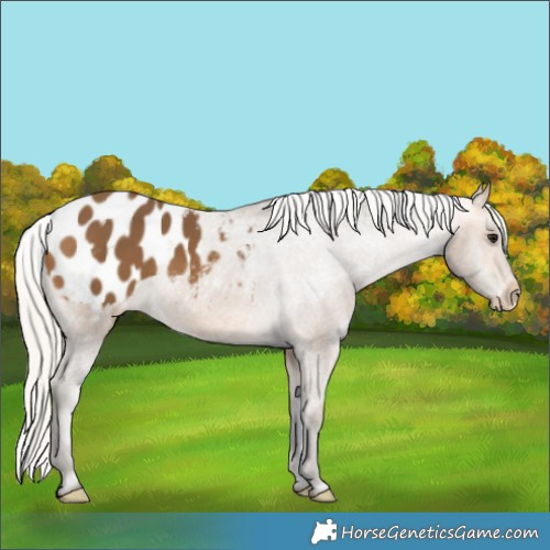 Horse Color:Silver Buckskin Appaloosa 