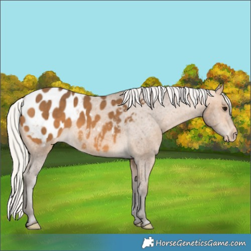 Horse Color:Silver Buckskin Appaloosa 