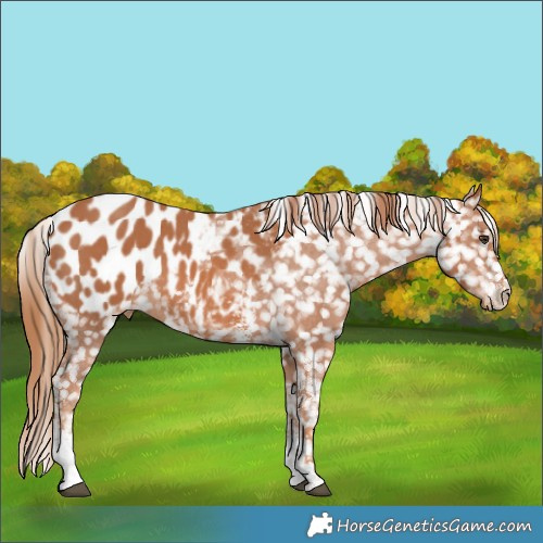Horse Color:Chestnut Sabino Appaloosa 