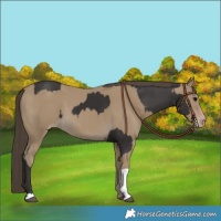 Horse Color:Smoky Black  and Classic Cream Champagne 
