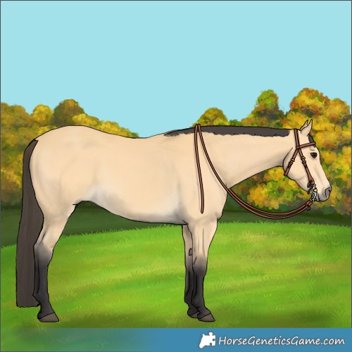 Horse Color:Buckskin