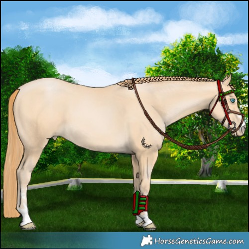 Horse Color:Buckskin Pearl 