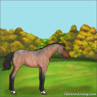 Horse Color:Brown Roan Rabicano