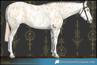 Horse Color:Buckskin Pearl Near Leopard