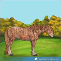 Horse Color:Chestnut and Gold Champagne