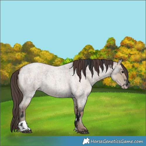 Horse Color:Grullo Roan and Classic Champagne Roan Dun
