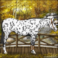 Horse Color:Black Near Leopard