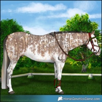 Horse Color:Buckskin Dun Sabino Near Leopard  and Bay Sabino Splash 