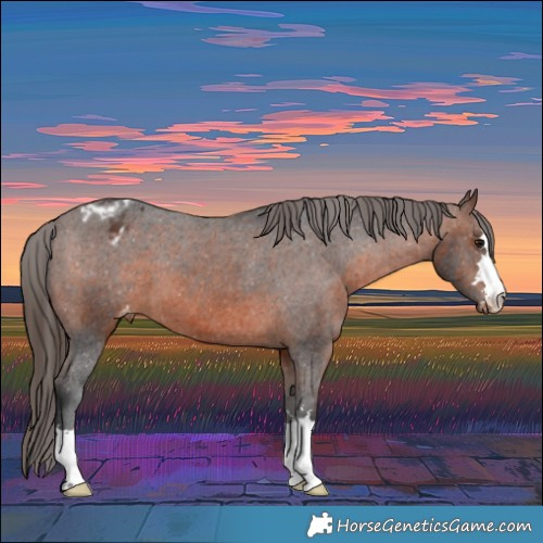 Horse Color:Brown Appaloosa 