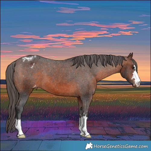 Horse Color:Brown Appaloosa 