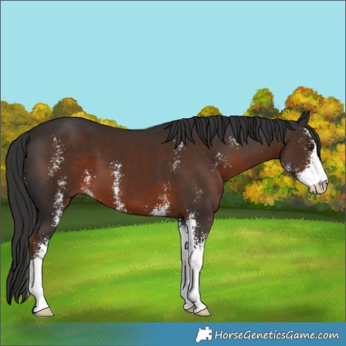 Horse Color:Liver Chestnut Sabino 