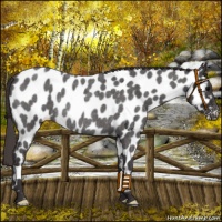 Horse Color:Smoky Blue Roan Appaloosa Rabicano 