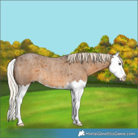 Horse Color:Chocolate Palomino Roan Splash 