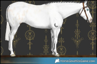 Horse Color:Silver Smoky Blue Roan Pearl Blanket 