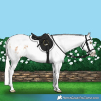 Horse Color:Silver Amber Champagne Splash Tobiano Varnish 
