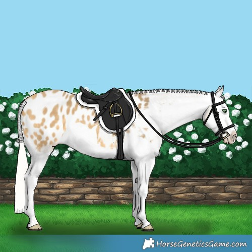 Horse Color:Silver Amber Cream Champagne Splash Appaloosa 