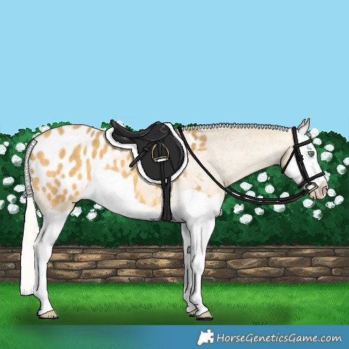 Horse Color:Silver Amber Cream Champagne Splash Appaloosa 