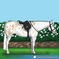 Horse Color:Silver Amber Cream Champagne Splash Appaloosa 
