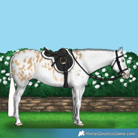 Horse Color:Silver Amber Cream Champagne Splash Appaloosa 