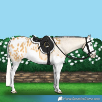Horse Color:Silver Amber Cream Champagne Splash Appaloosa 