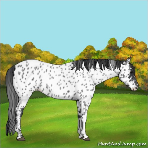 Horse Color:Blue Roan Appaloosa 