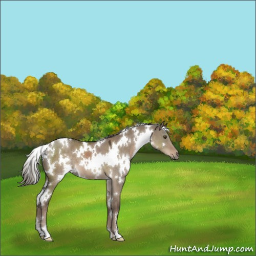 Horse Color:White Spotted Liver Red Dun Mushroom 