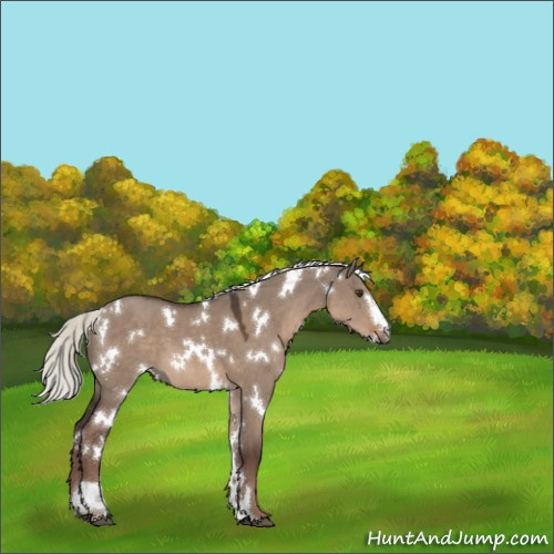 Horse Color:White Spotted Liver Red Dun Mushroom Sabino 