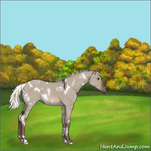 Horse Color:White Spotted Liver Red Dun Mushroom 