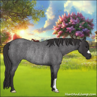 Horse Color:Smoky Blue Roan Rabicano 