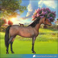 Horse Color:Brown Roan Rabicano 