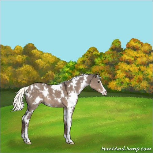 Horse Color:White Spotted Liver Red Dun Mushroom Sabino 