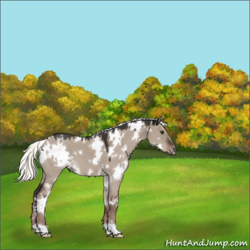 Horse Color:White Spotted Liver Red Dun Mushroom 