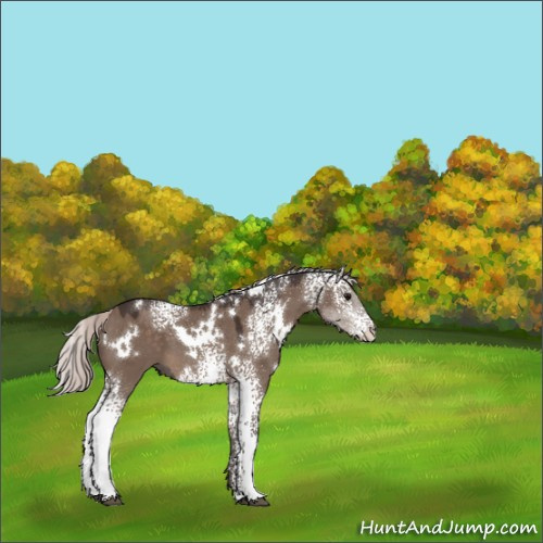 Horse Color:White Spotted Silver Brown Dun Mushroom 