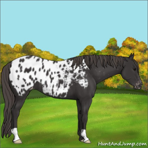 Horse Color:Smoky Black Appaloosa 