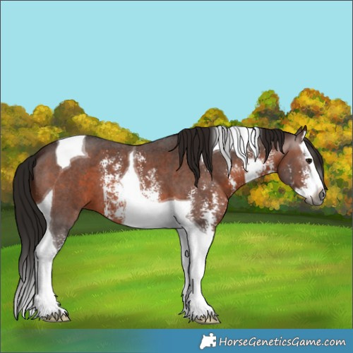 Horse Color:Gray Bay Sabino Splash Tobiano 
