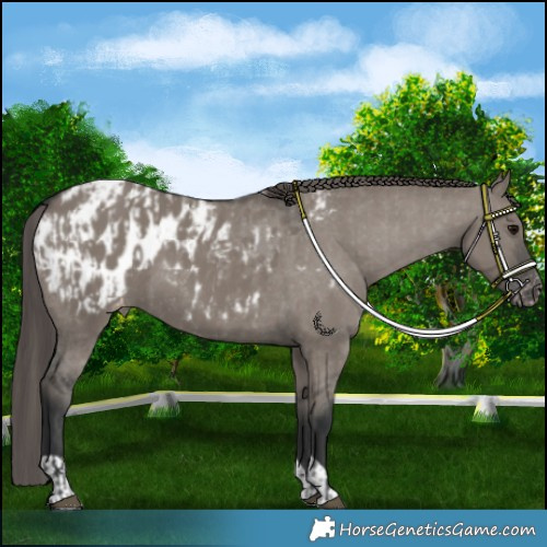 Horse Color:Grullo Appaloosa  and Grullo Appaloosa 
