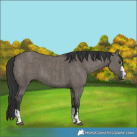 Horse Color:Grullo  and Grullo 