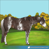 Horse Color:White Spotted Liver Chestnut 
