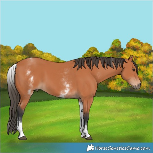 Horse Color:White Spotted Bay 