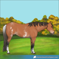 Horse Color:White Spotted Bay 
