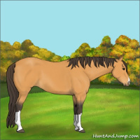 Horse Color:Buckskin 