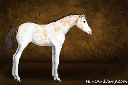 Horse Color:White Spotted Buckskin Ice Roan Rabicano 