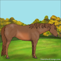 Horse Color:Chestnut 