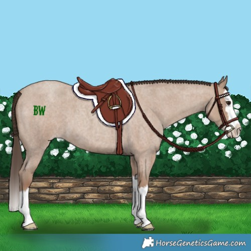 Horse Color:Classic Champagne Roan Splash 