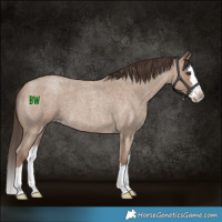 Horse Color:Classic Champagne Roan Splash 