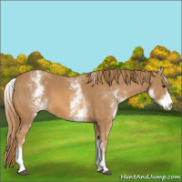 Horse Color:White Spotted Chestnut